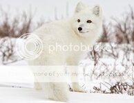 arctic-fox-canada.jpg